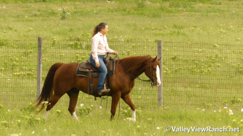 HorseID: 2313245 Chesters Country Fix - PhotoID: 1098629