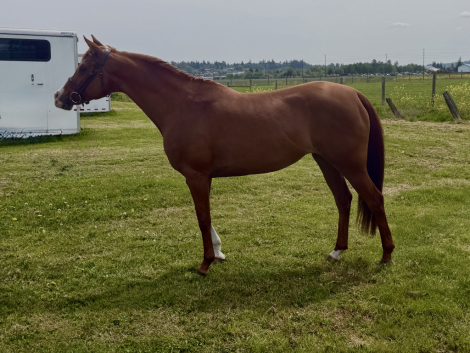 HorseID: 2313248 Little Hot Tamale - PhotoID: 1098634