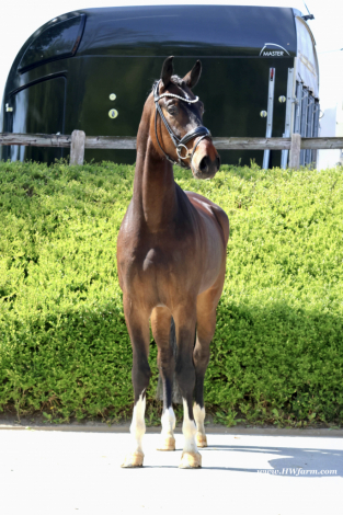 HorseID: 2313249 Ferrero HW at www.HWfarm.com - PhotoID: 1098637
