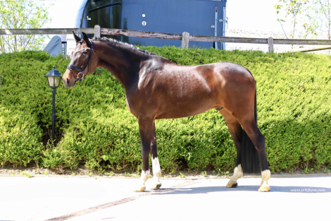 HorseID: 2313249 Ferrero HW at www.HWfarm.com - PhotoID: 1098638