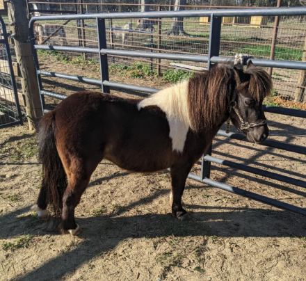 HorseID: 2313253 Pearl River When Hope Calls - PhotoID: 1098643