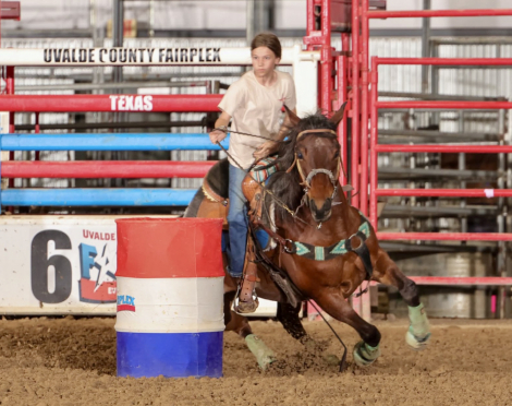 HorseID: 2313256 SPOONIN FOR MONEY - PhotoID: 1098646