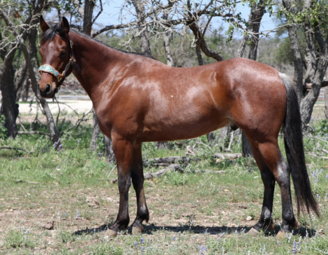 HorseID: 2313256 SPOONIN FOR MONEY - PhotoID: 1098647