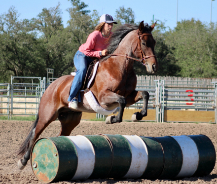 HorseID: 2313256 SPOONIN FOR MONEY - PhotoID: 1098648