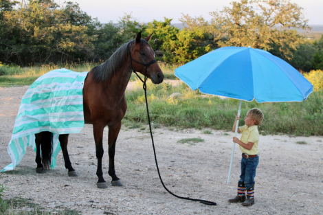 HorseID: 2313256 SPOONIN FOR MONEY - PhotoID: 1098650