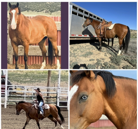 HorseID: 2313257 Rex - PhotoID: 1098645