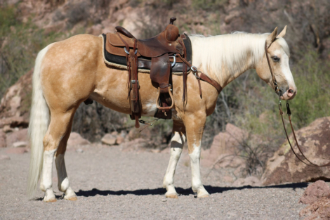 HorseID: 2313259 Sly! Gorgeous Gentle Palomino Gelding for Sale!! - PhotoID: 1098644