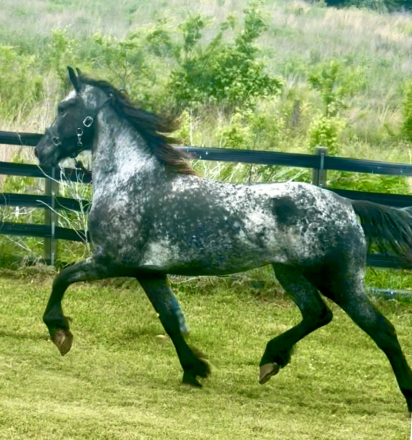 HorseID: 2313262 Baron’s Blizzard - PhotoID: 1098652
