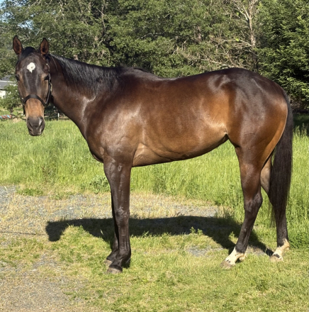 HorseID: 2313263 Wendy Bugs me too - PhotoID: 1098653