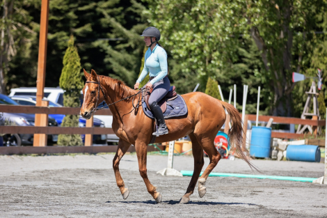 HorseID: 2313266 Pickles - PhotoID: 1098655