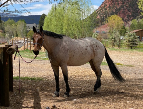 HorseID: 2313273 Jules Blue Valentine - PhotoID: 1098678