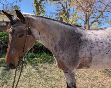 HorseID: 2313273 Jules Blue Valentine - PhotoID: 1098680