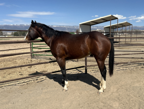 HorseID: 2313285 NuFlashtoChex - PhotoID: 1098763