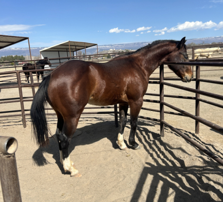HorseID: 2313285 NuFlashtoChex - PhotoID: 1098764