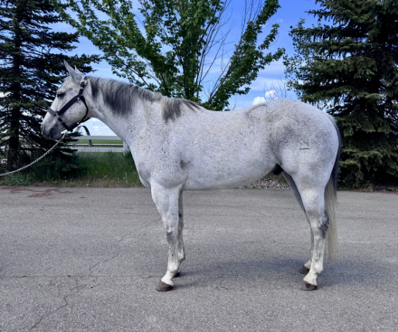 HorseID: 2313286 NBAR Flying Chex - PhotoID: 1098667