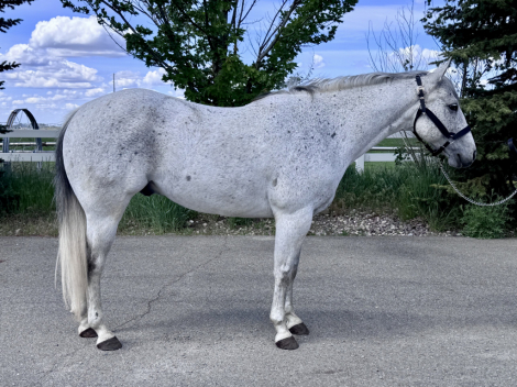 HorseID: 2313286 NBAR Flying Chex - PhotoID: 1098668