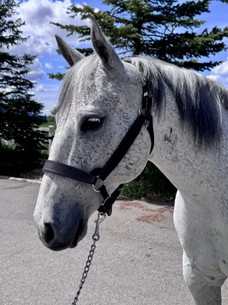 HorseID: 2313286 NBAR Flying Chex - PhotoID: 1098669