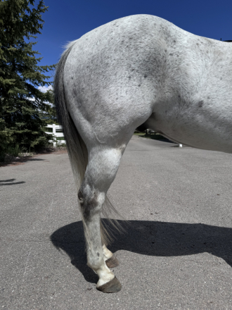 HorseID: 2313286 NBAR Flying Chex - PhotoID: 1098672