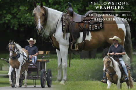 HorseID: 2313287 Yellowstone Wrangler - PhotoID: 1098663