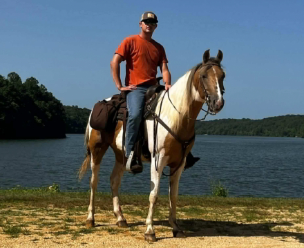 HorseID: 2313287 Yellowstone Wrangler - PhotoID: 1098665