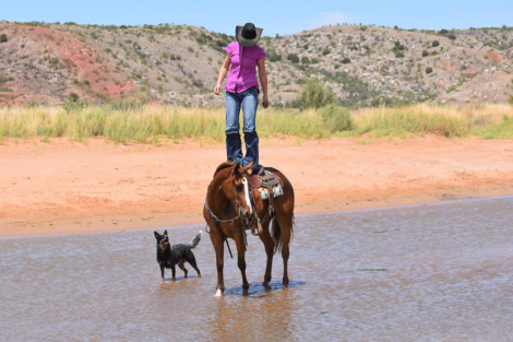 HorseID: 2313288 BOBBI - PhotoID: 1098674
