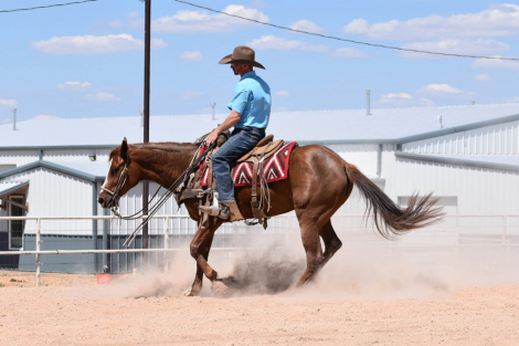 HorseID: 2313288 BOBBI - PhotoID: 1098675