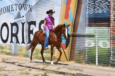 HorseID: 2313288 BOBBI - PhotoID: 1098676