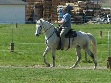HorseID: 2313289 Zoe - PhotoID: 1098681