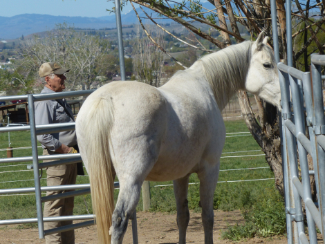 HorseID: 2313289 Zoe - PhotoID: 1098682