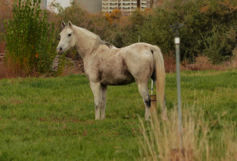 HorseID: 2313289 Zoe - PhotoID: 1098683