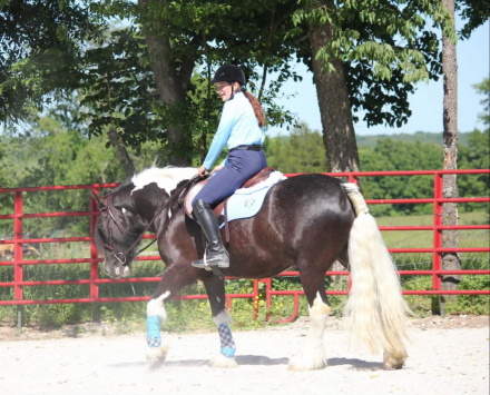 HorseID: 2313292 MFS SirAnna Wonder - PhotoID: 1098687