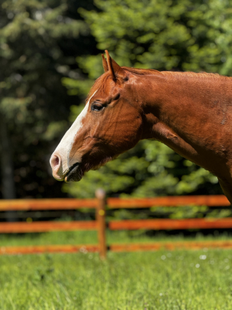 HorseID: 2313295 Outside Circle - PhotoID: 1098696