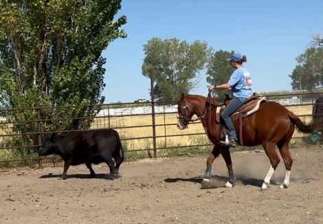 HorseID: 2313295 Outside Circle - PhotoID: 1098697