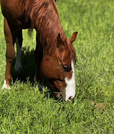 HorseID: 2313295 Outside Circle - PhotoID: 1098698
