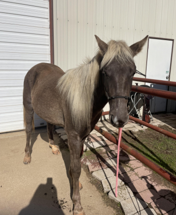 HorseID: 2313298 Elite's Rose of Thorns - PhotoID: 1098701
