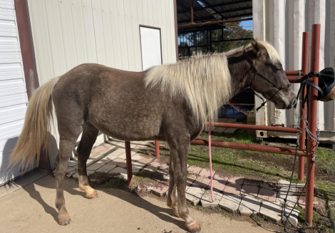 HorseID: 2313298 Elite's Rose of Thorns - PhotoID: 1098702