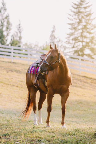 HorseID: 2313299 Cool In Holiwood - PhotoID: 1098772