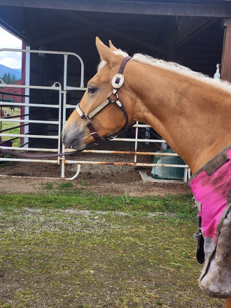 HorseID: 2313302 AKA Smart N Slippery - PhotoID: 1098711