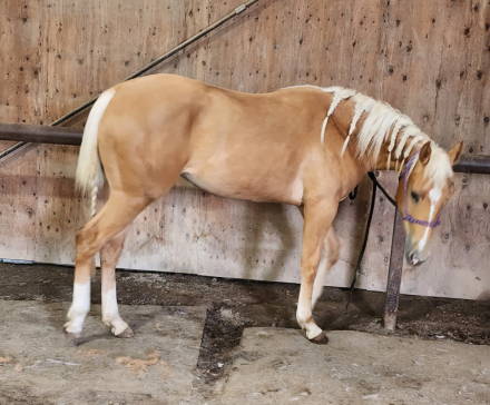 HorseID: 2313302 AKA Smart N Slippery - PhotoID: 1098712