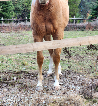 HorseID: 2313302 AKA Smart N Slippery - PhotoID: 1098713