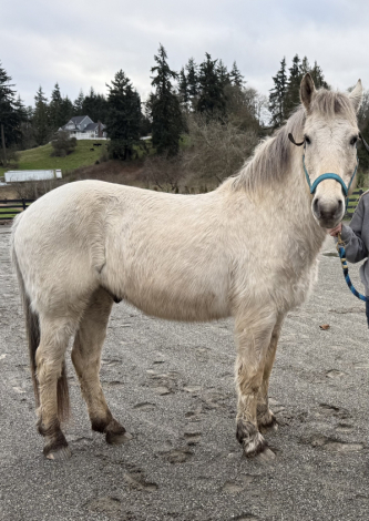 HorseID: 2313308 Brody - PhotoID: 1098718