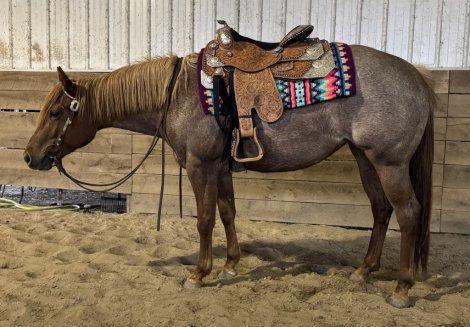 HorseID: 2313310 VS Made A Wish - PhotoID: 1098720