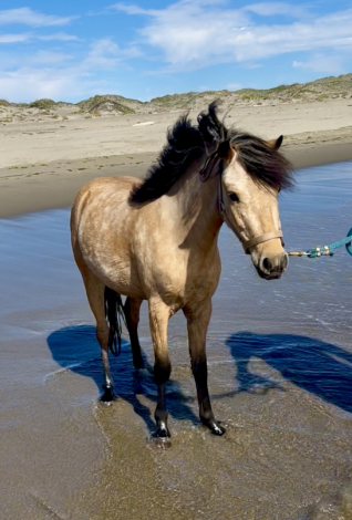HorseID: 2313311 Luigi - PhotoID: 1098735