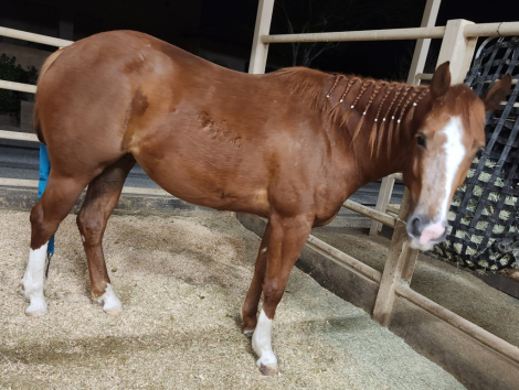 HorseID: 2313320 Reba - PhotoID: 1098745