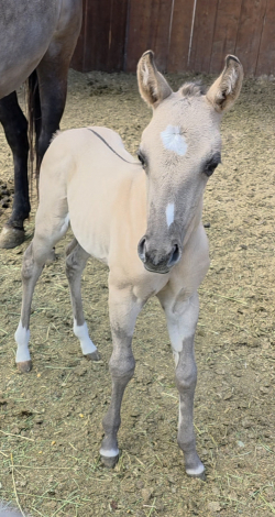 HorseID: 2313331 DSR MISS LADY - PhotoID: 1098749