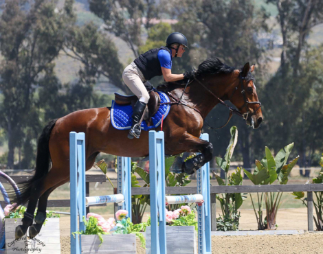 HorseID: 2313332 Delacroix - PhotoID: 1098751