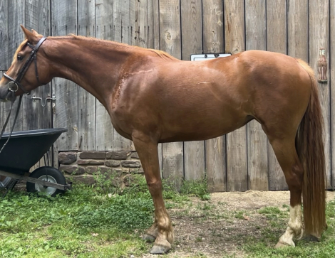 HorseID: 2313346 Irish White Moon - PhotoID: 1098754