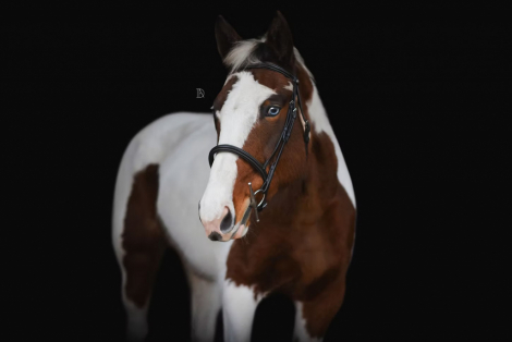 HorseID: 2313350 Bunny Slope - PhotoID: 1098756