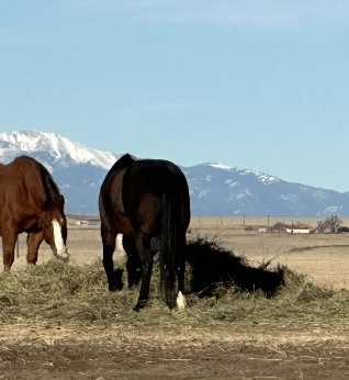 HorseID: 2313355 TM FINAL VERDICT - PhotoID: 1098759