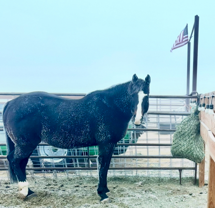 HorseID: 2313355 TM FINAL VERDICT - PhotoID: 1098760